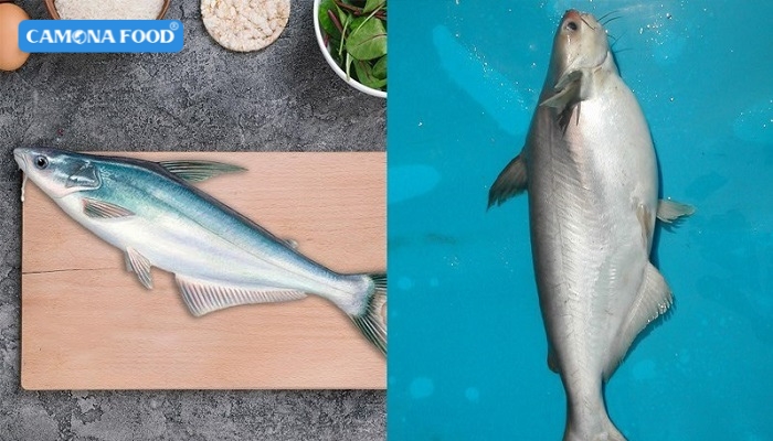 Tổng quan về cá dứa và cá basa